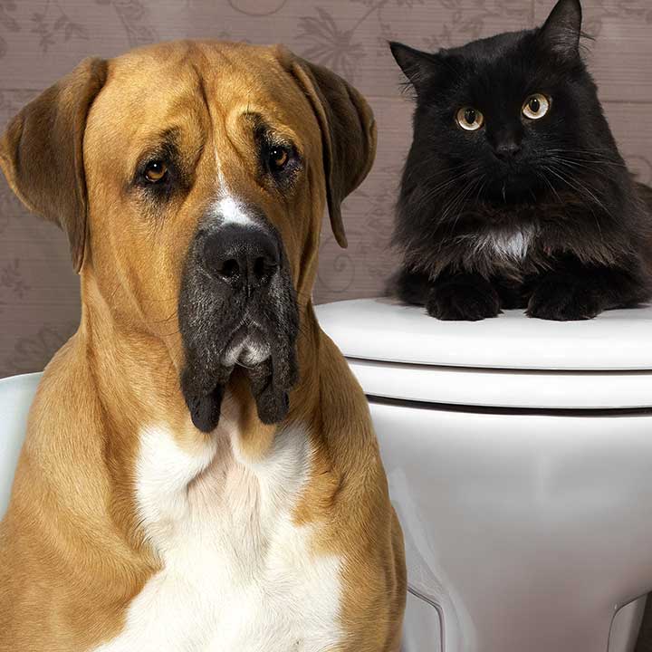 4. Mere om Canikur pasta