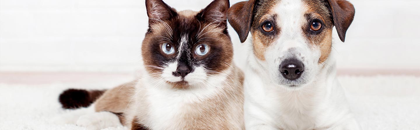 Canikur Pro - virkning og bruk